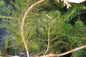 myriophyllum spicatum (4).jpg_product